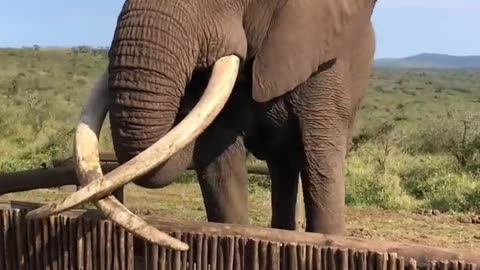giant elephant with inverted tusks