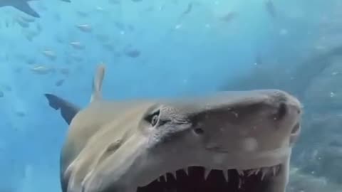 Beautiful teeth of shark fish under water.