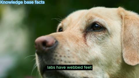 Labrador Retriever Fascinating Facts and Their Life span