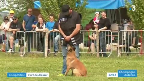 prestigieux concours de dressage de chiens