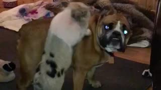 Baby Pig Harassing Bull dog