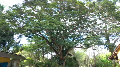 Jataí tree