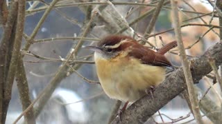 Wren