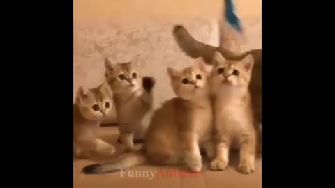cute kitten and puppies video compilation