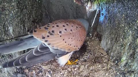 Kestrel Dad Learns to Care for Chicks After Mum Disappears-10