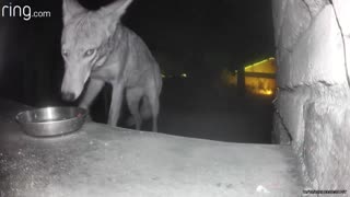 Coyote Steals Ring Camera