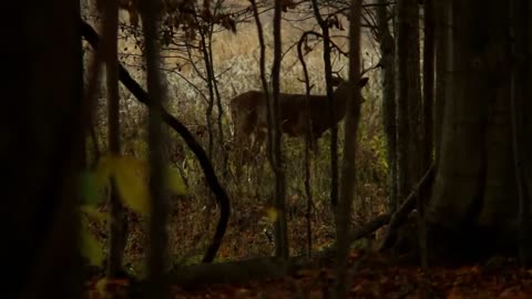 Archery Season Buck Encounter