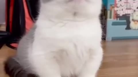 Cat cute expressions