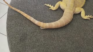 Bearded Dragon is Shedding in tail | Cute animal/pet/lizard