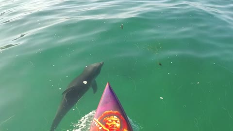 Paddle boarding with baby dolphins