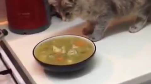 Kitten confused by hot bowl of soup
