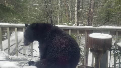 Bear Visits Our New Hampshire Deck