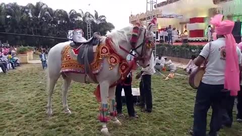 Super Horse Dance from Maharashtra