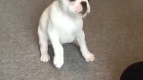 Talented puppy displays newly-learned tricks