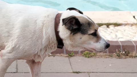 Stray Dog Comes Out Of A Swimming Pool