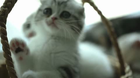 Funny tabby kittens breed Scottish Fold playing in the basket