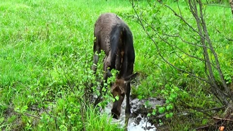 Mudhole Moose