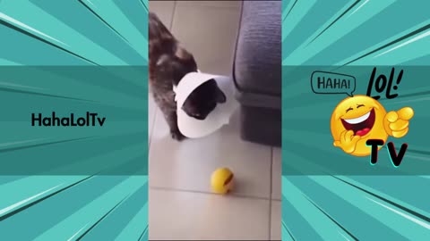 The Best Funny Animal Videos That Will Make Your Day! 🐕🐈😄
