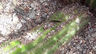 Flowering Cactuses at the Desert Botanical Gardens in PHX,AZ 4/12/23