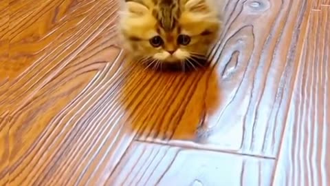 Lovely kitty miao