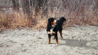 Dog literally can't contain excitement for the outdoors