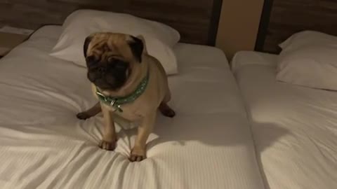 Louie the Pug Digs on Mattress Then Pauses