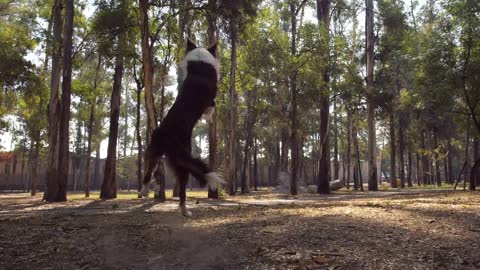 Dog catches a frisbee in mid-air