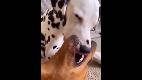 funniest cats and dogs videos
