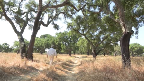 Sustainable cork: How it's harvested and what it can do | Focus on Europe| U.S. NEWS ✅