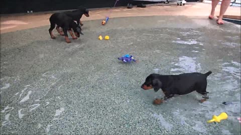 Cachorros de Doberman se embarcan en su primera aventura de natación