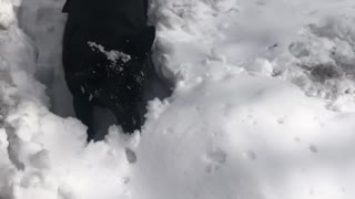 Snow Dog