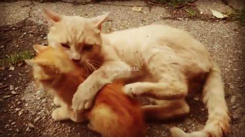Cat Sound Effect | Cat voice ,Cat video | Animalfacts