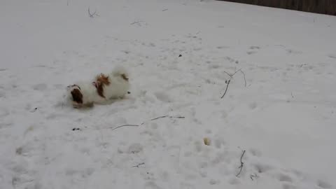 Rosie The Shihtzu First Snowfall