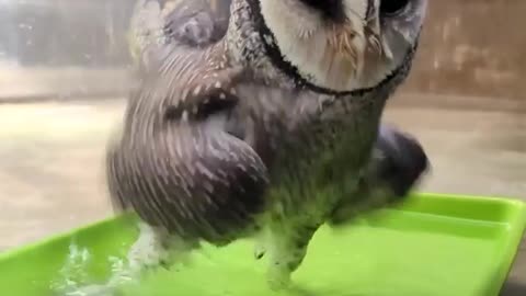 Oscar's is the owl he is taking a bath🦉