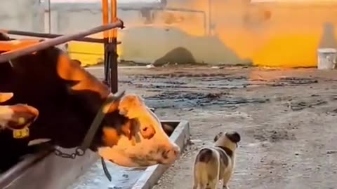 Animals Funny Video 2023 #funnyvideo