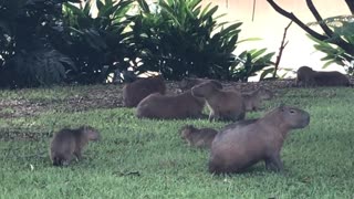 Waterpig family and babies