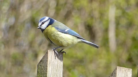 Blue tit singing