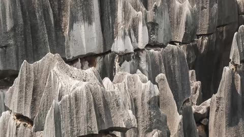 The Stone Forest: Nature's Artistry