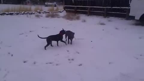 Dog Playing in the snow.