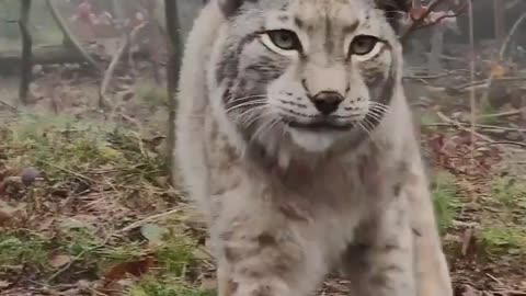 CLOSEUP WITH A WILD LYNX