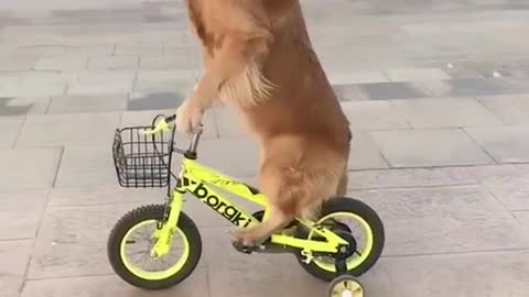 That's awesome. Dogs can ride bikes, awesome.