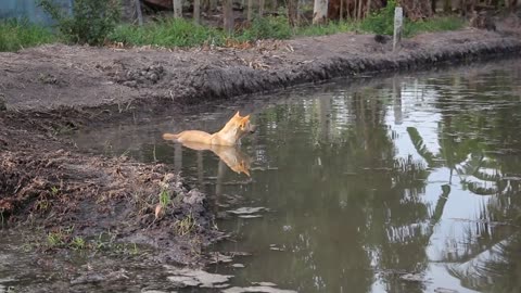 Split Splash: The Joyful Adventures of Bath Time for Our Furry Best Friends"