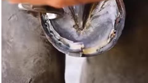 This farriers hoof restoration is weirdly satisfying to watch