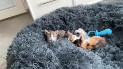 Mom Cat Shows Baby Kittens how to be friends with a Golden Retriever