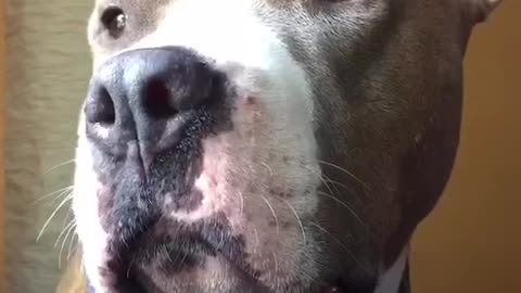 Pit Bull performs snout exercises