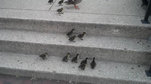 Ducklings vs. Stairs