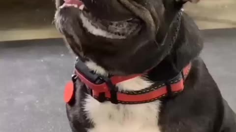 very cute bull dog Video