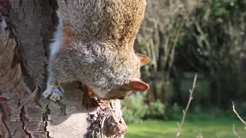 Squirrel Head Grey Squirrel Eating Feeding