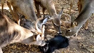 Deer Surround and Lick Cat