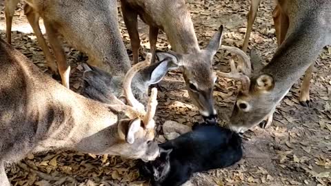 Deer Surround and Lick Cat